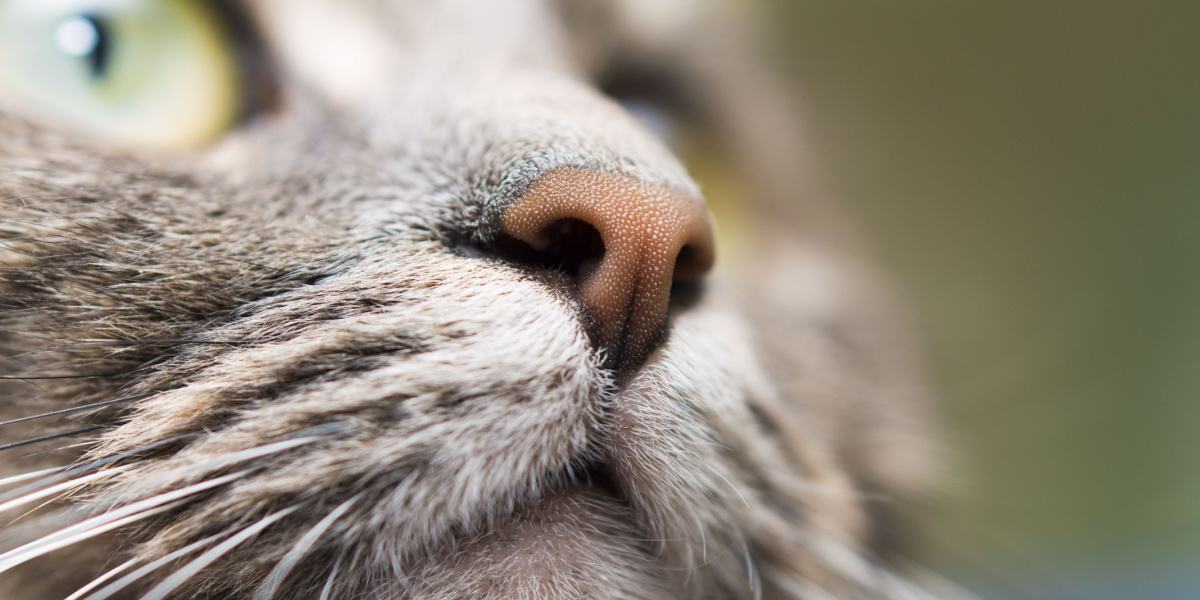 Gros plan sur le nez d'un chat, mettant en valeur sa texture, son motif et ses moustaches sensibles uniques, qui contribuent à son sens exceptionnel de l'odorat et de l'exploration