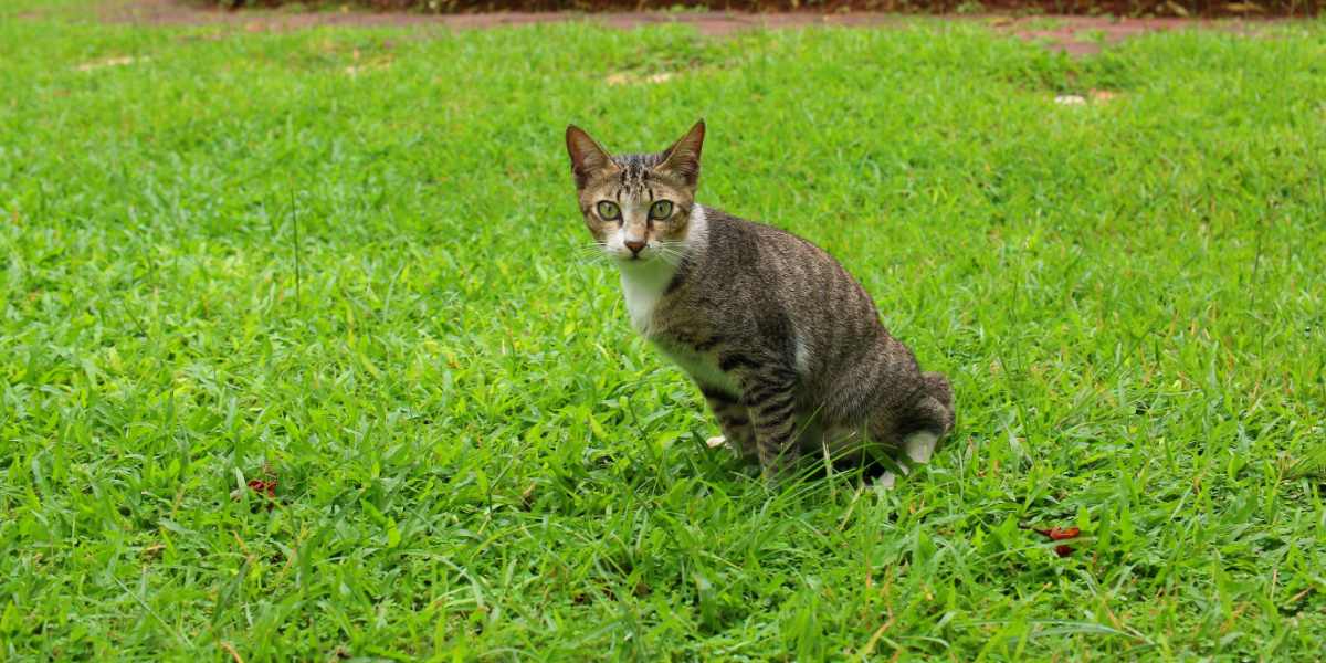 Une image illustrant un chat urinant dans un jardin.