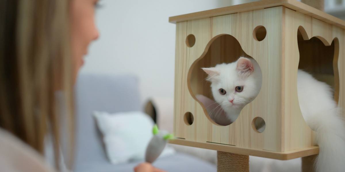 Image d'un chat en train de jouer.