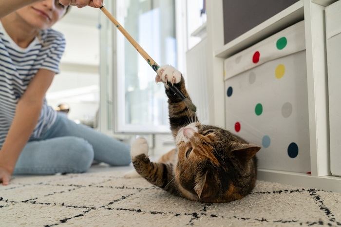 Un chat jouant avec une femme, illustrant une interaction interactive et ludique entre un chat et son gardien.