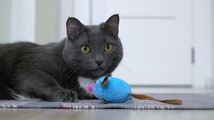 le chat joue avec un jouet