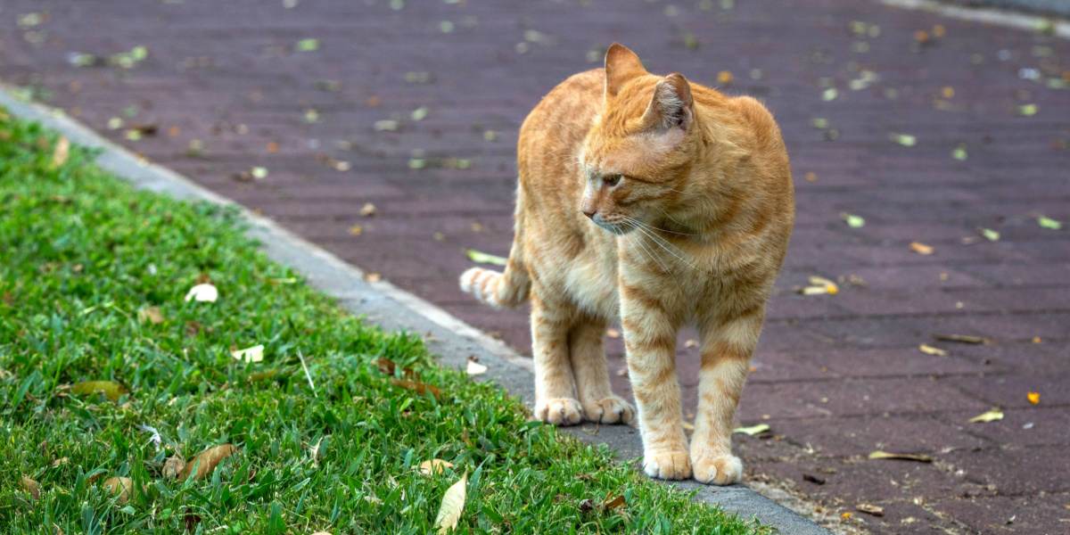 Chat explorant ou errant dans un espace