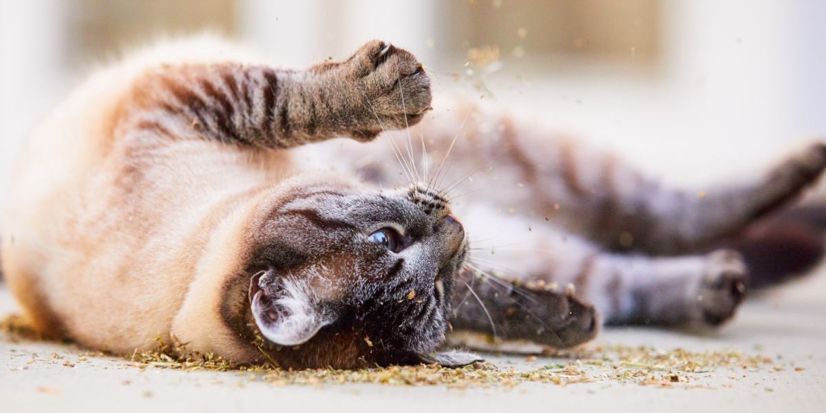 chat qui se roule dans l'herbe à chat