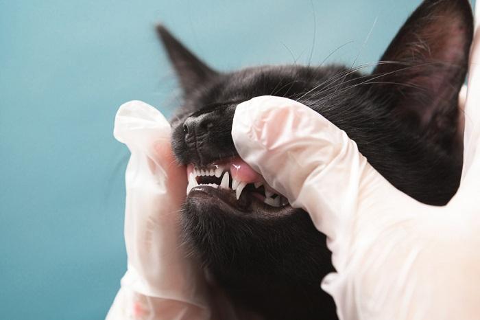 Vue rapprochée de la bouche ouverte d'un chat, montrant ses dents acérées et propres.