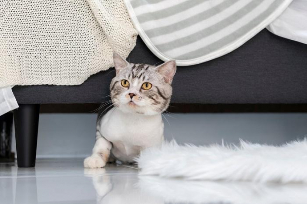 7 raisons pour lesquelles votre chat se cache et comment l'aider