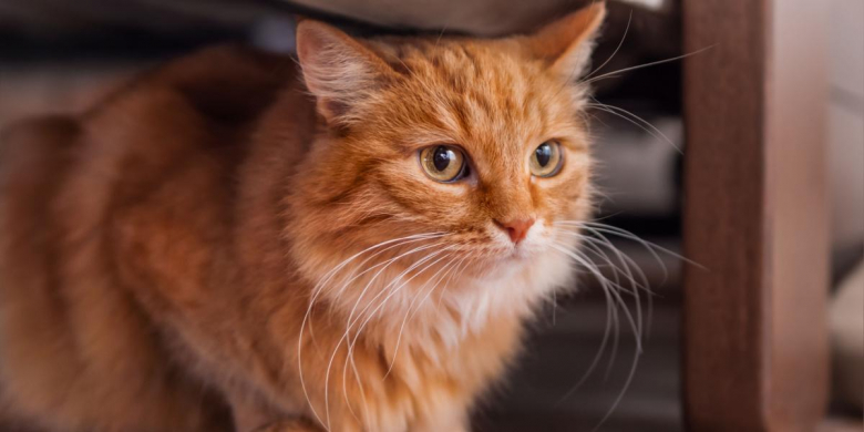 7 raisons pour lesquelles votre chat se cache et comment l'aider