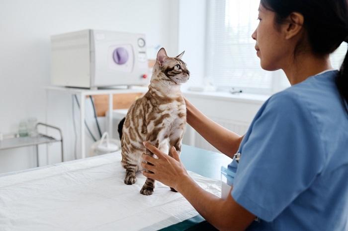 Une image représentant un chat en cours de contrôle vétérinaire. La scène met en avant les soins responsables prodigués aux animaux de compagnie, en insistant sur l'importance d'examens de santé réguliers pour assurer le bien-être du chat et répondre à tout problème de santé potentiel.