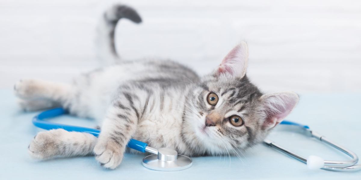 chat regardant la caméra tenant le stéthoscope du vétérinaire