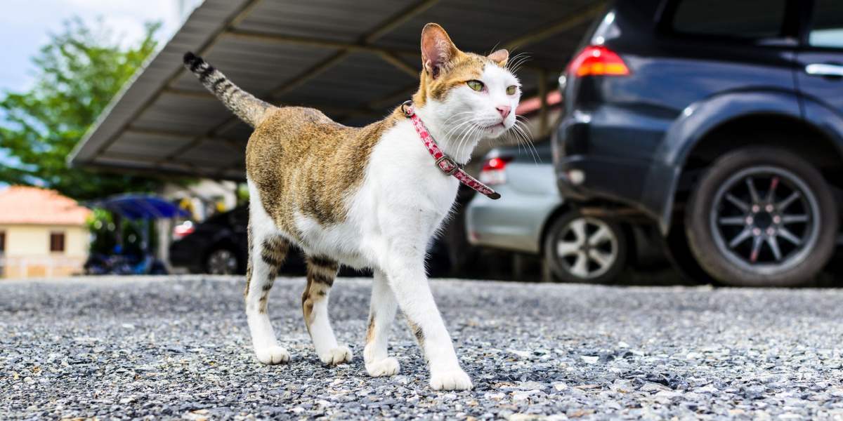 chat marchant près des voitures