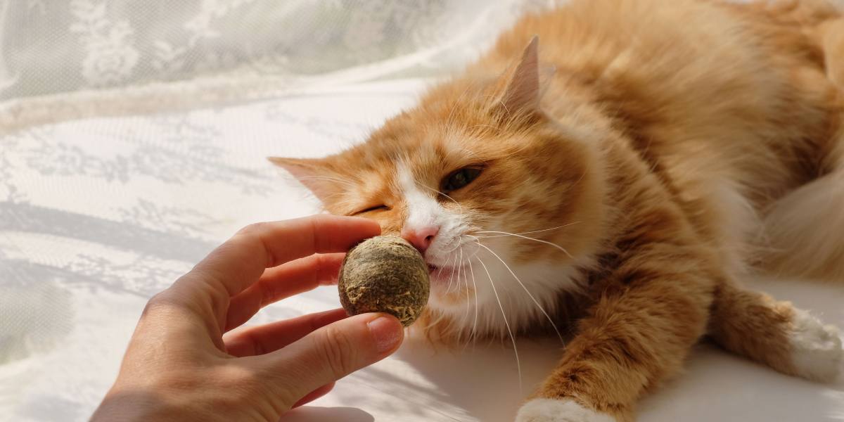 Image présentant une boule d'herbe à chat, mettant en valeur un jouet félin populaire infusé de l'arôme alléchant de l'herbe à chat