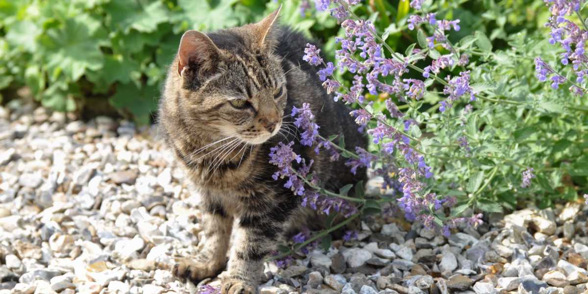 chat debout près d'une plante d'herbe à chat