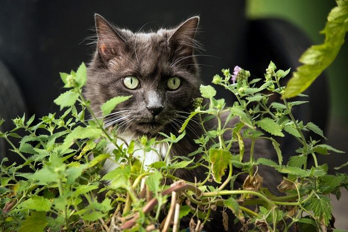 Gros plan d'un chat qui s'adonne à l'herbe à chat.