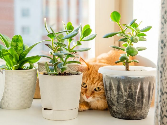 chat roux caché sur la fenêtre