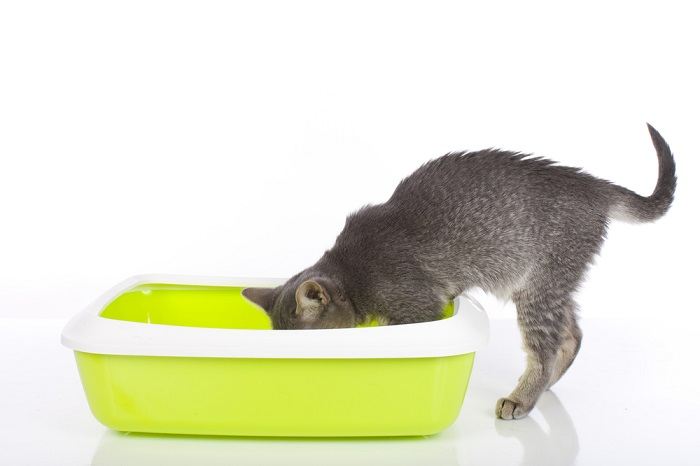 Une image adorable mettant en vedette un jeune chaton à l'intérieur d'un bac à litière, illustrant l'initiation du chat aux bonnes habitudes d'élimination.