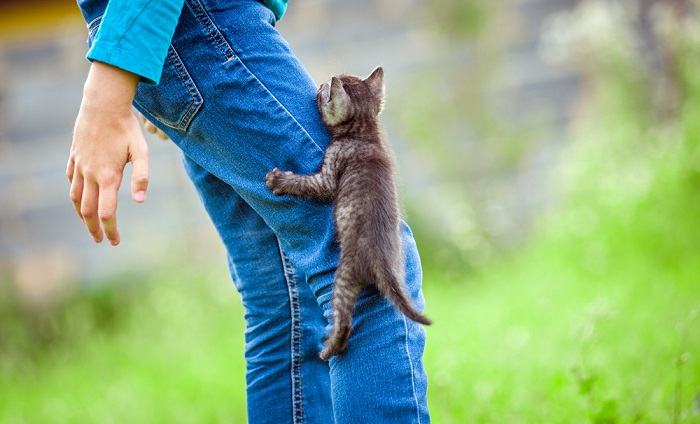 Chaton grimpant sur ses pattes.