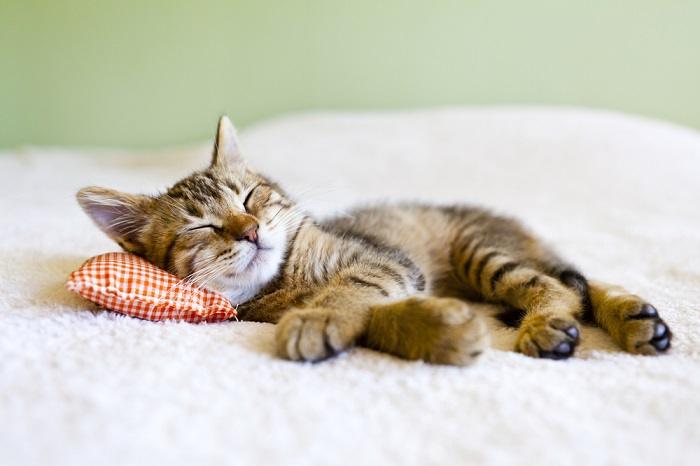 Un chaton endormi, affichant la nature paisible et adorable des jeunes félins.