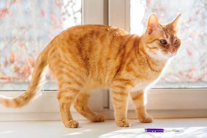 chat debout avec un jouet laser