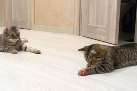 Les jouets laser sont-ils sans danger pour les chats ?