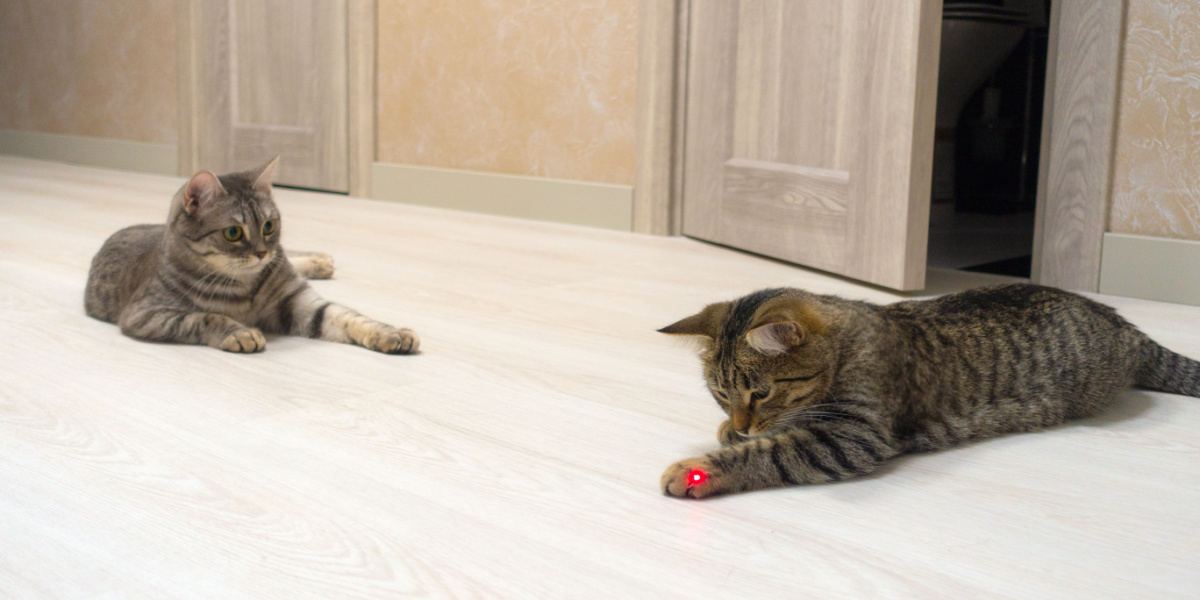 Un jouet laser engageant un chat, présentant une activité de jeu interactive qui stimule les instincts naturels et la curiosité du chat.