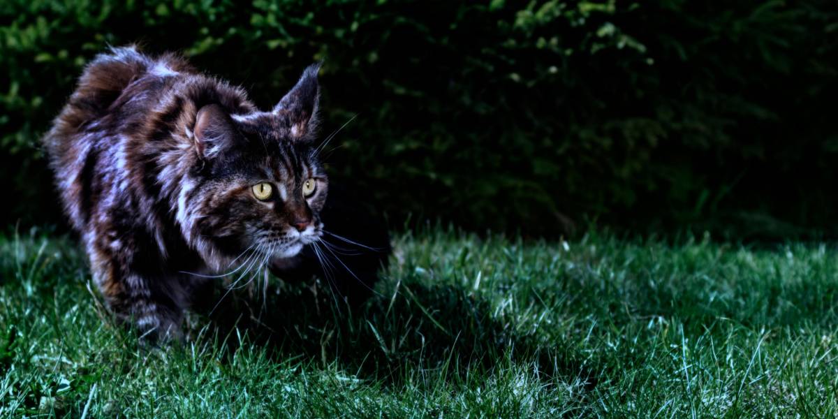 Chat Maine Coon la nuit