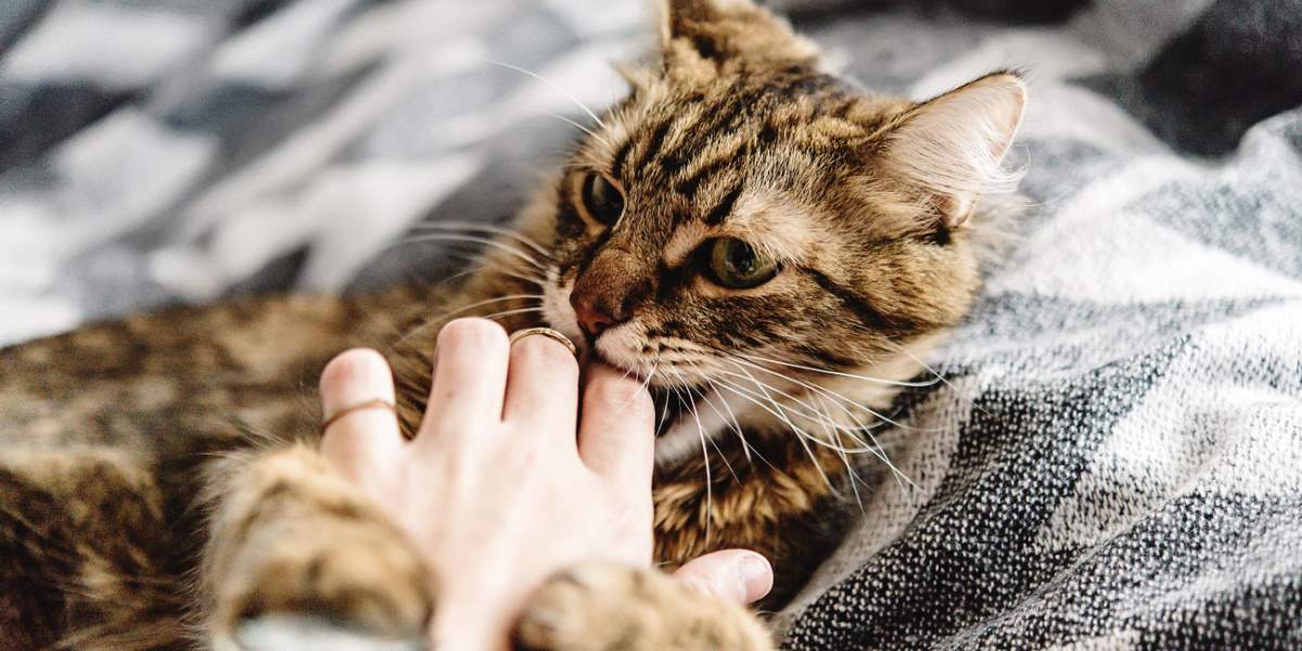 Une image liée à l'agression par caresses chez les chats, mettant en évidence un problème de comportement que certains félins peuvent afficher lors des caresses ou des manipulations.