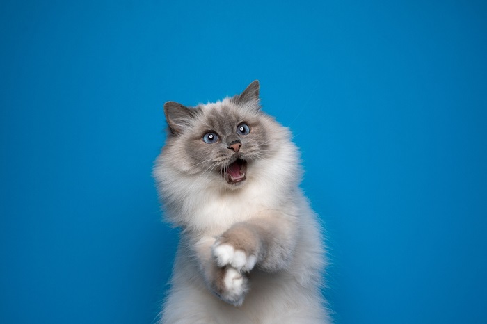 chat birman joueur aux yeux bleus, l'air choqué