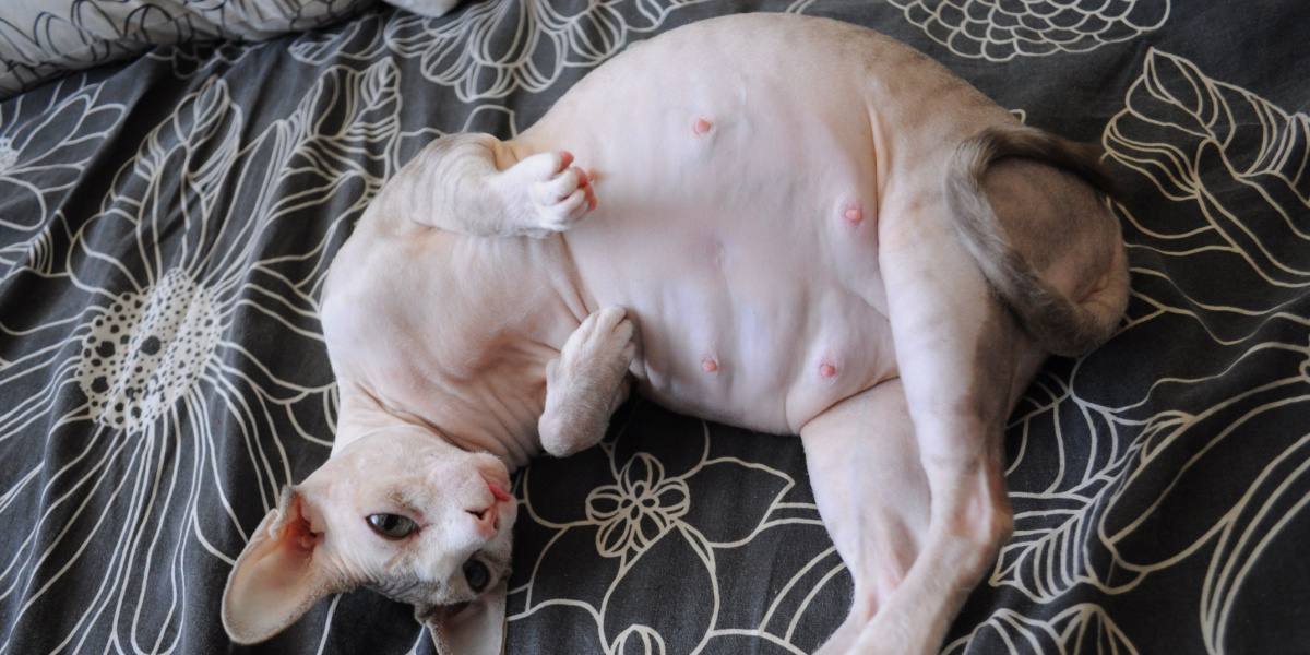 Une chatte Sphinx enceinte, présentant l'apparence unique de cette race pendant la grossesse.