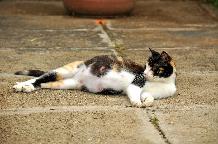 chatte enceinte