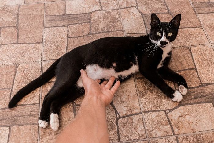 Une chatte enceinte allongée sur le sol, illustrant une position de repos courante pour les compagnes félines enceintes.