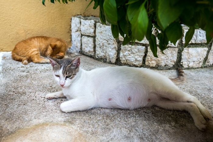 Une chatte enceinte dormant dehors, illustrant le confort et la détente d'un félin pendant la grossesse.