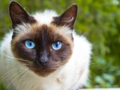 Siamese cat