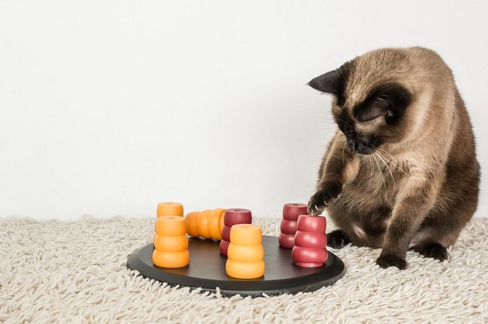 Chat siamois résolvant un puzzle pour animaux de compagnie