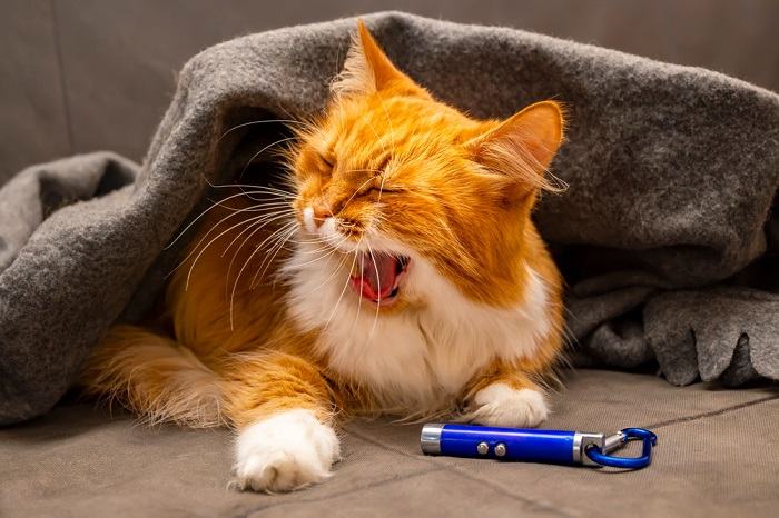 Un chat sibérien tout doux capturé en plein bâillement, révélant son expression attachante et soulignant un moment de détente et de réconfort.