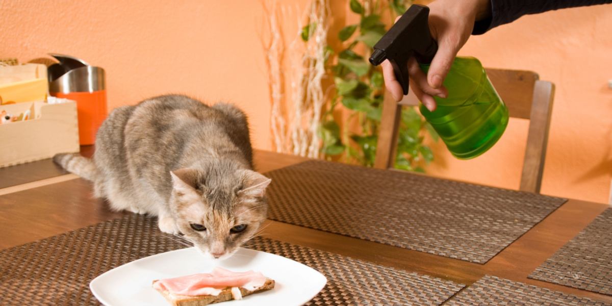 propriétaire arrosant le chat avec de l'eau