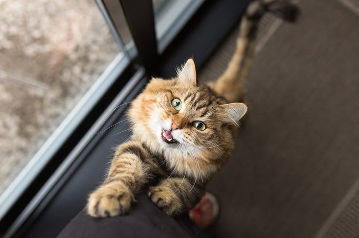 chat stressé