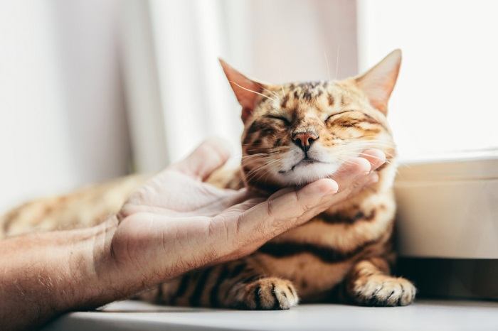 Une personne caresse un chat du Bengal, démontrant l'acte de caresser doucement et de créer des liens avec cette race féline unique.