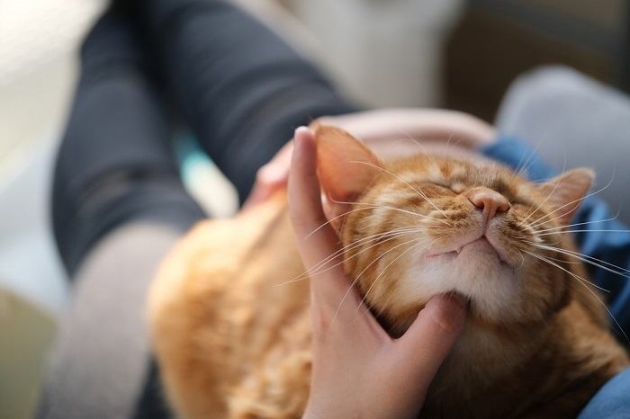 Une personne caresse un chat tigré brun, illustrant l'acte de caresser doucement et de créer des liens avec un félin.