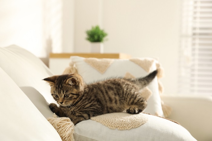 chaton tigré sur un canapé