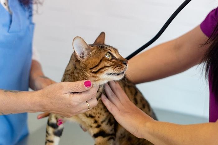 Un chat lors d'un examen vétérinaire, soulignant l'importance des contrôles et des soins de santé réguliers pour les compagnons félins.