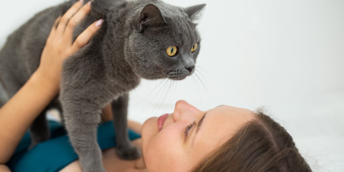 femme tenant son chat British Shorthair