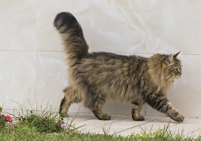 chat marchant dans le jardin