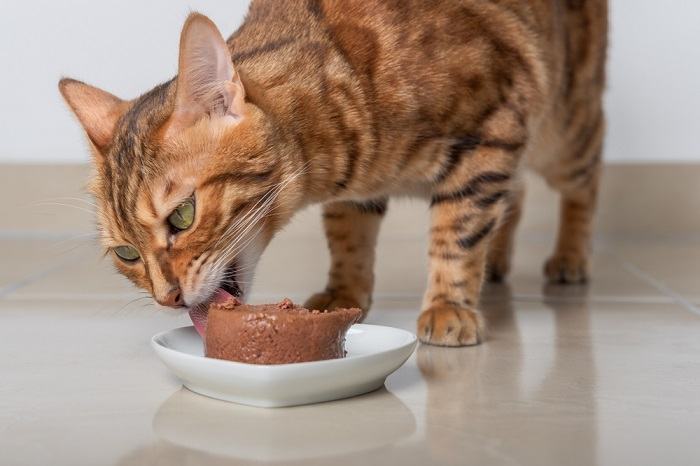 Le chat du Bengal mange de la nourriture humide