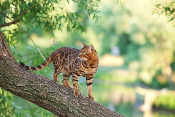 Chat du Bengal gracieusement positionné sur une branche d'arbre.