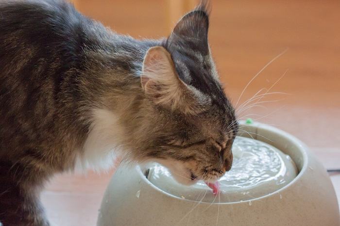 Chat brun buvant de l'eau