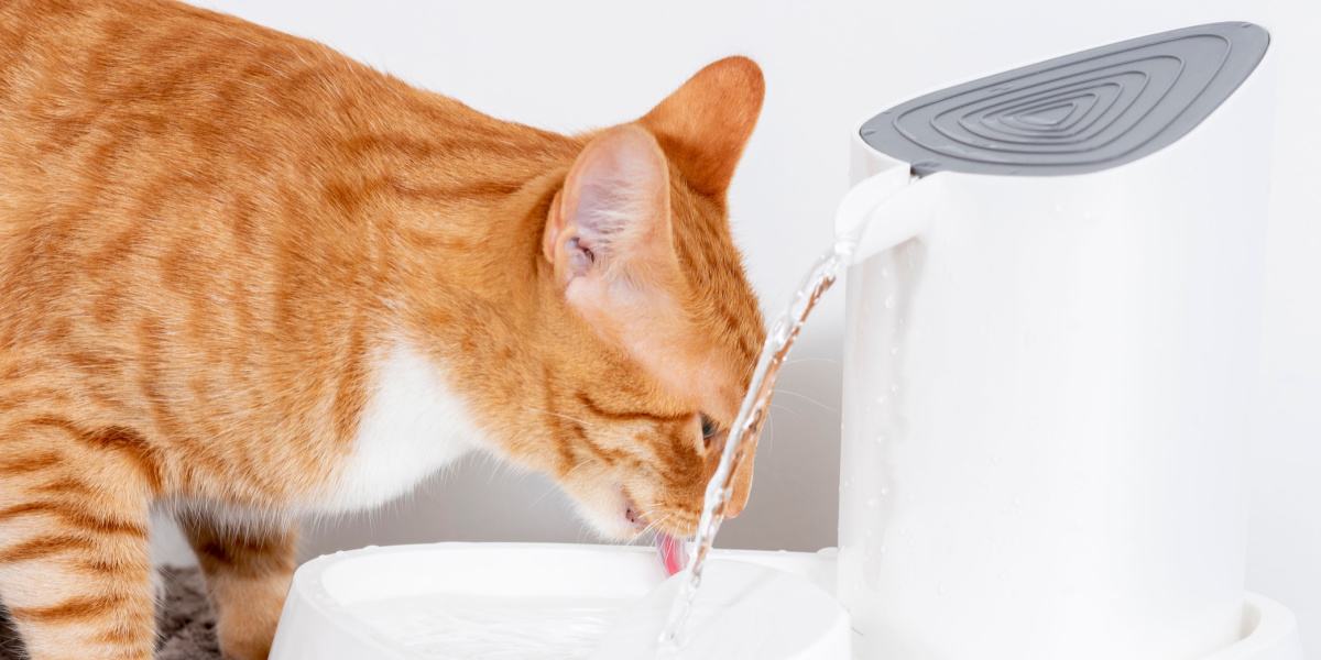 Chat buvant de l'eau propre à un distributeur