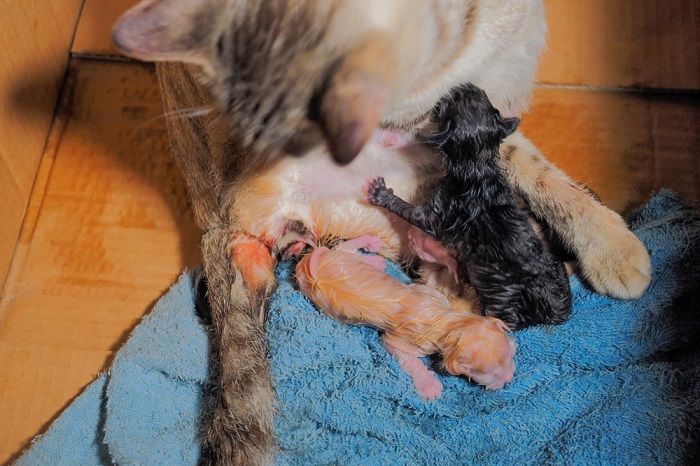 Chatte donnant naissance à des chatons