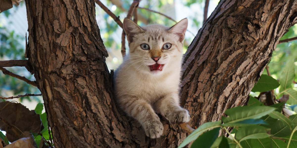 Chat perché sur un arbre, profitant d'une vue surélevée.