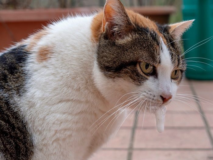 Chat vomissant de la mousse blanche