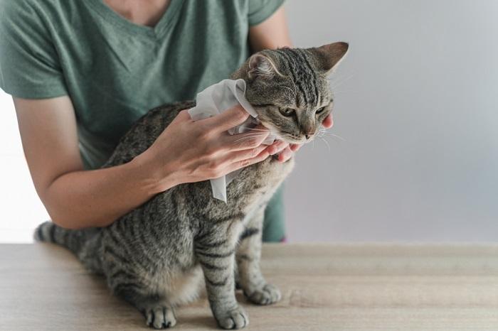 Nettoyer un chat avec une lingette pour bébé