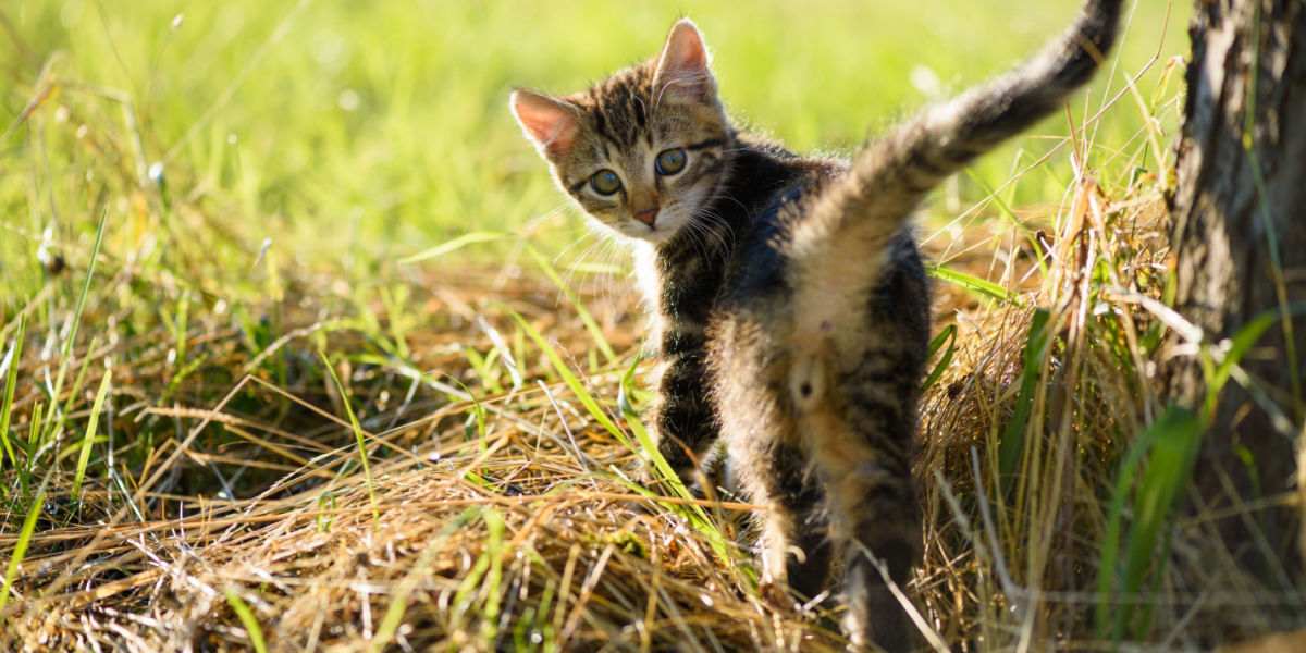 Jolies fesses de chaton